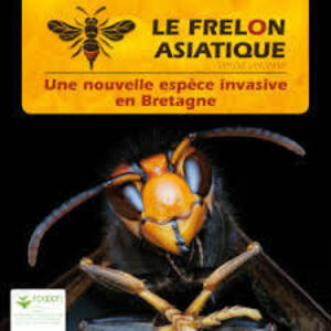 frelon asiatique